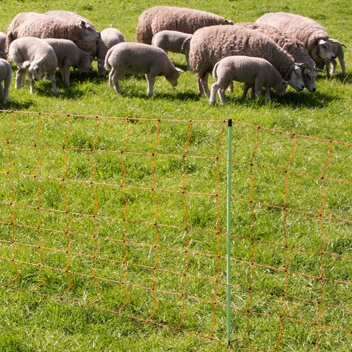 Gallagher Sheep net, single pin, 90cm , 50m