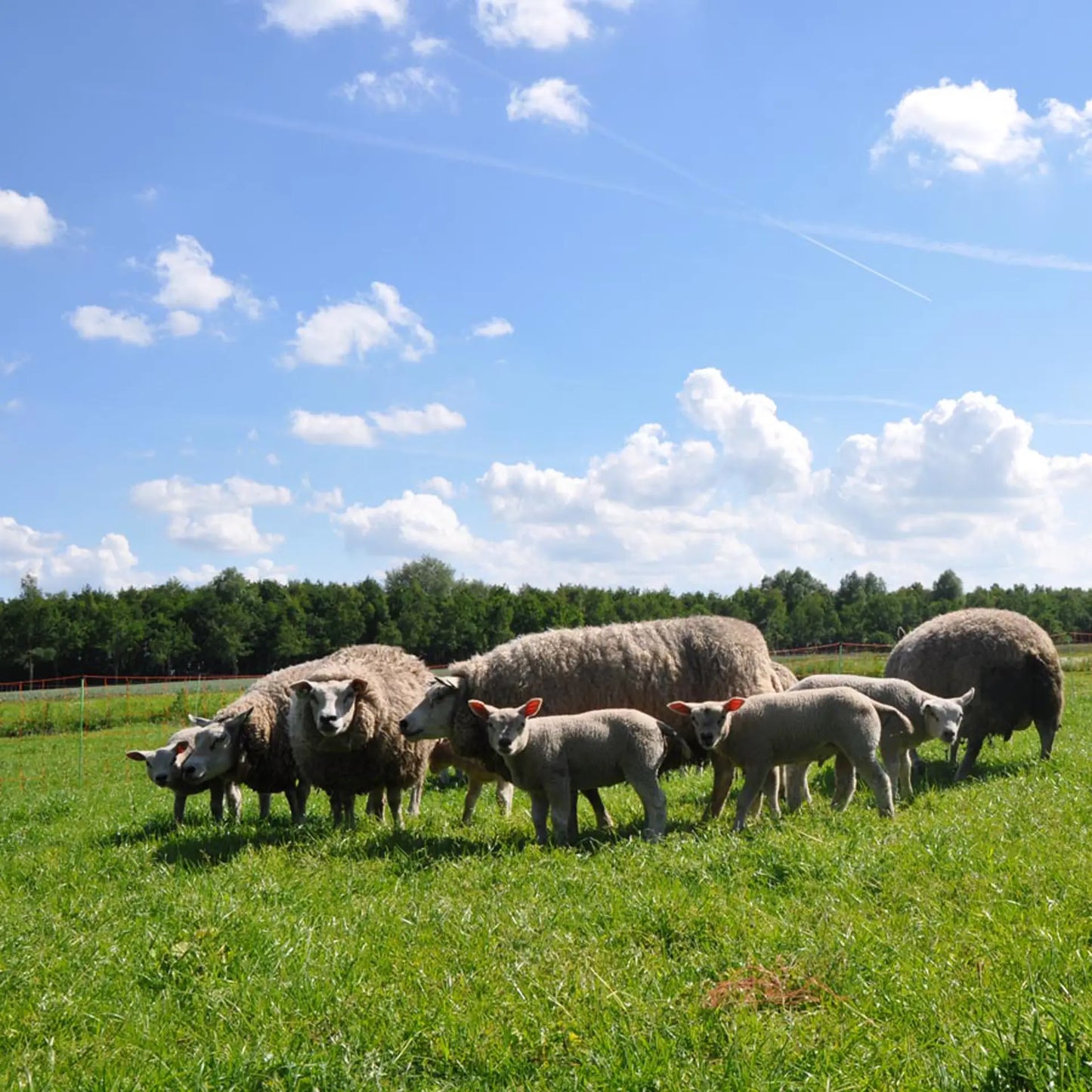 Gallagher Sheep net, single pin, 90cm , 50m