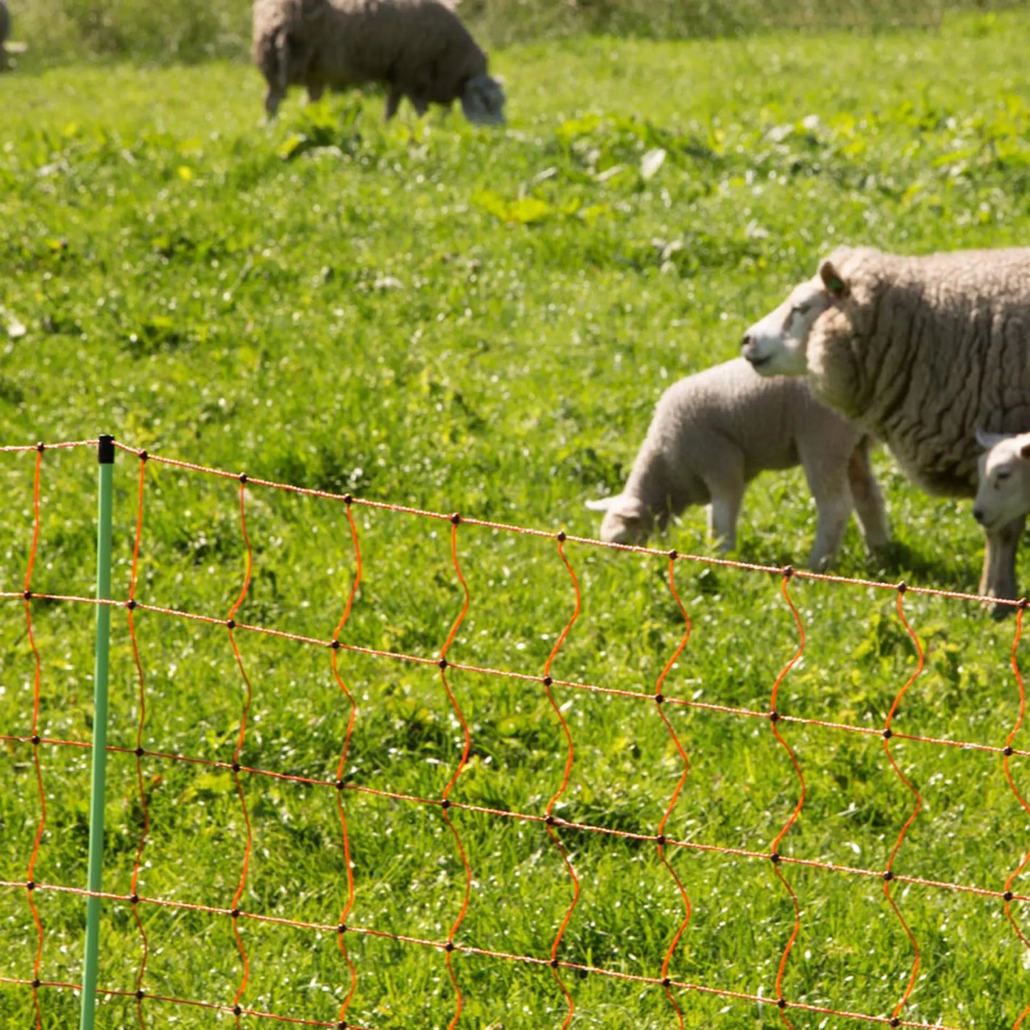 Gallagher Sheep net, double pin, 90cm, 50m