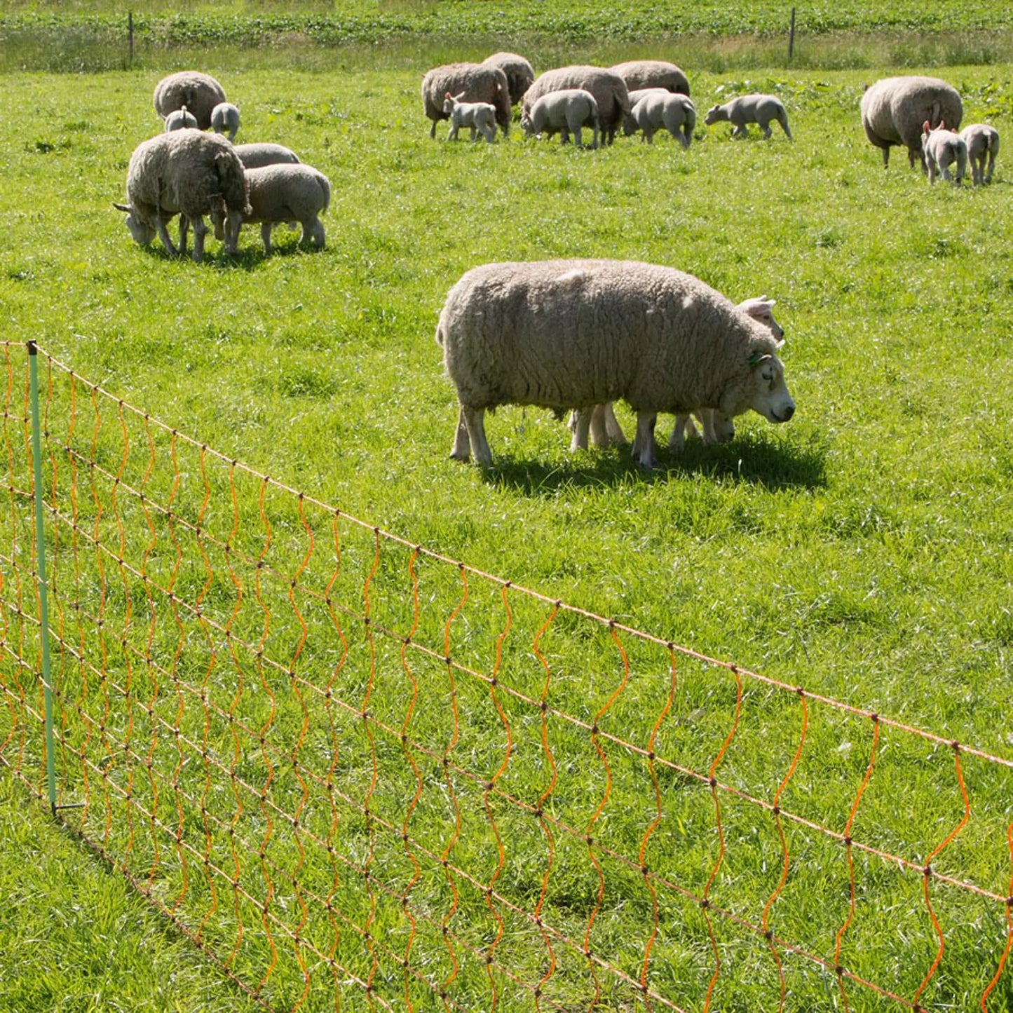 Gallagher Sheep net, double pin, 90cm, 50m