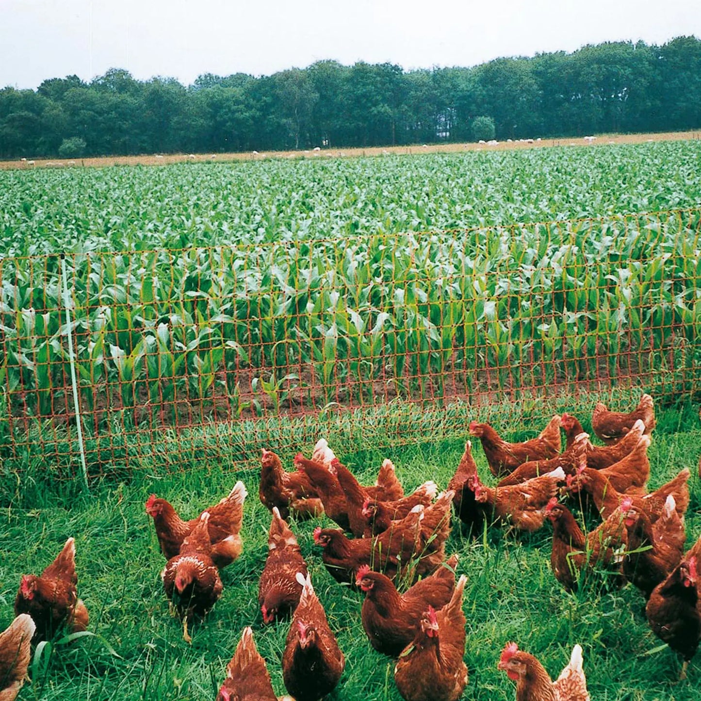 Gallagher Poultry netting, single pin, 112cm, 50m