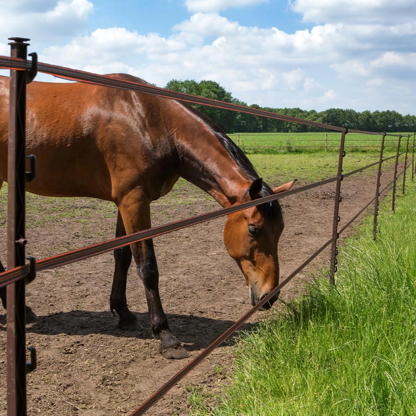 Gallagher Horse post (terra, pack of 5)