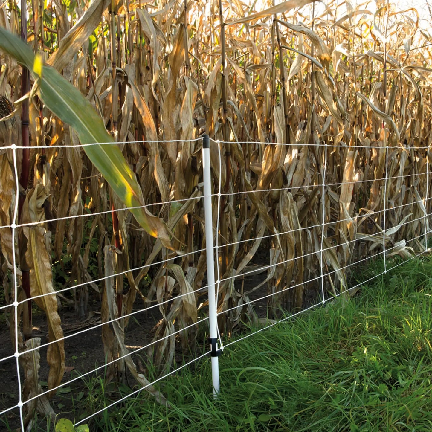 Gallagher Wild boar net, single spike, 75cm, 50m