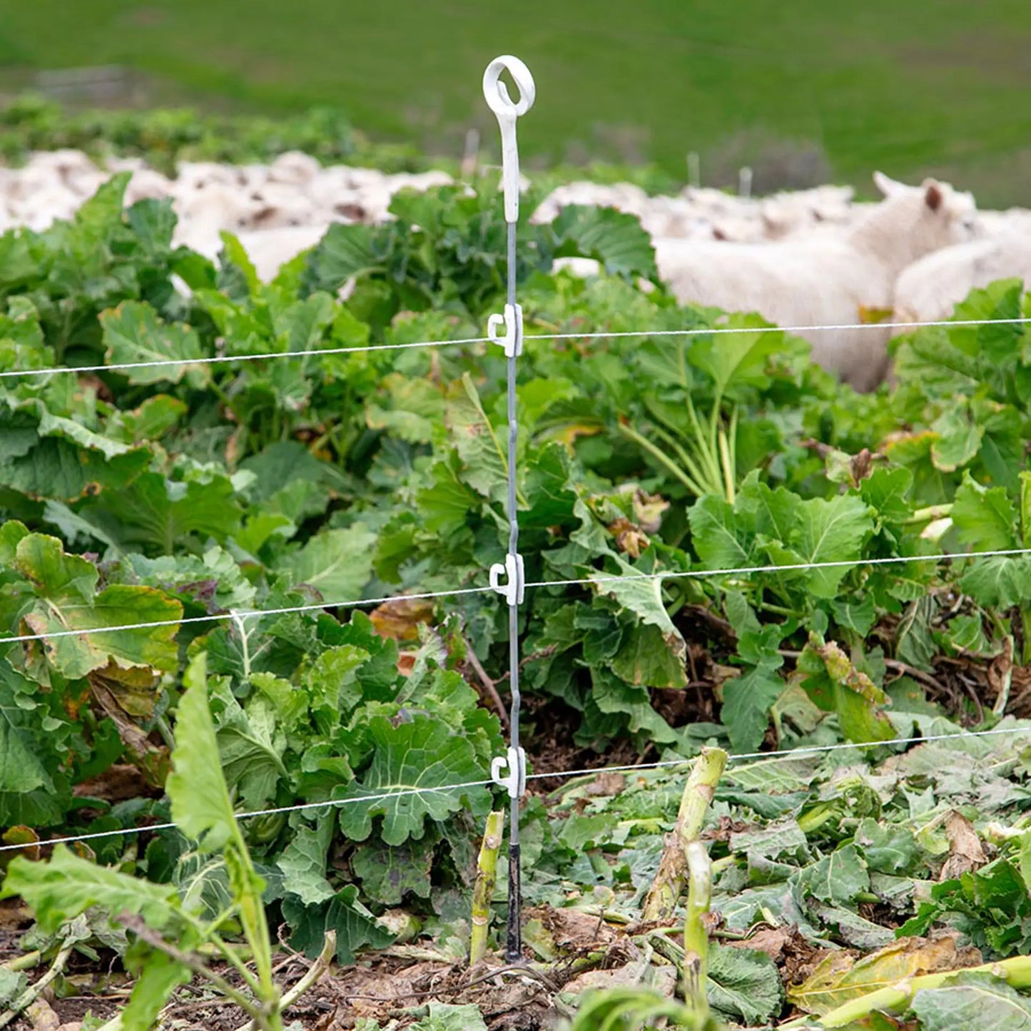 Gallagher Multi wire post Insulator White (20 pcs)