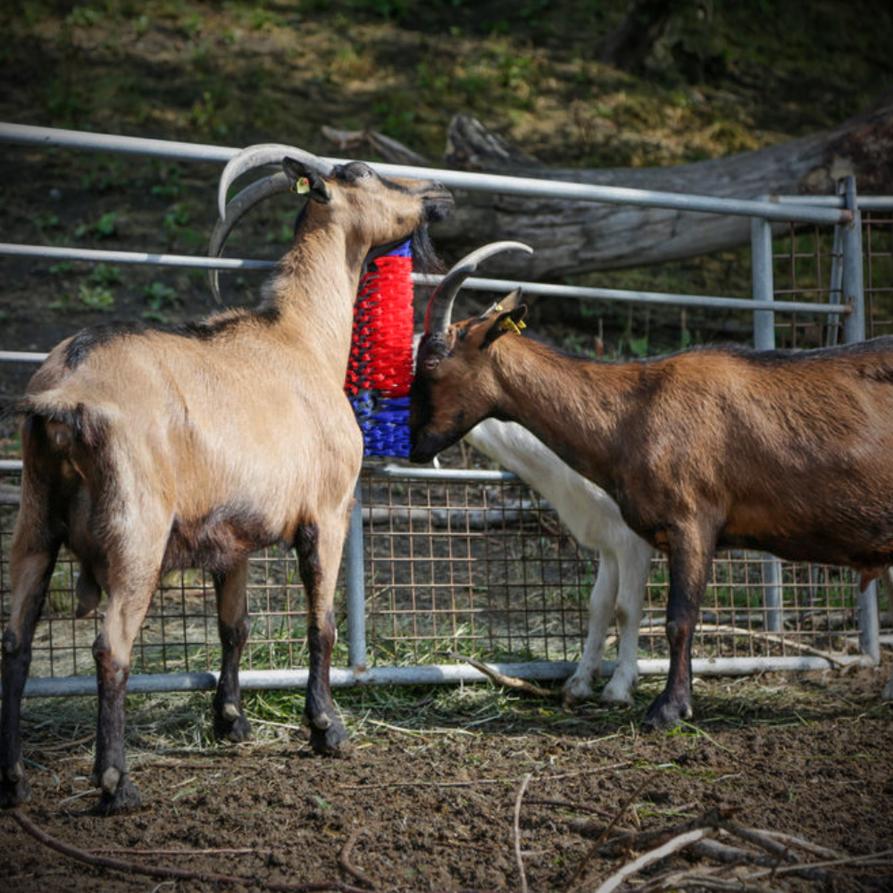 Horse Scratch Brush Cow Scratching Pole Stable Cattle Pony Sheep Goats