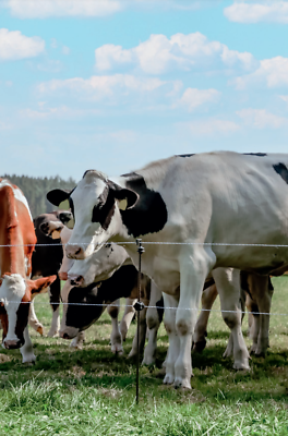 Rutland ESS650 Solar 0.63J 10km Electric Fence Energiser w/ 5W Panel