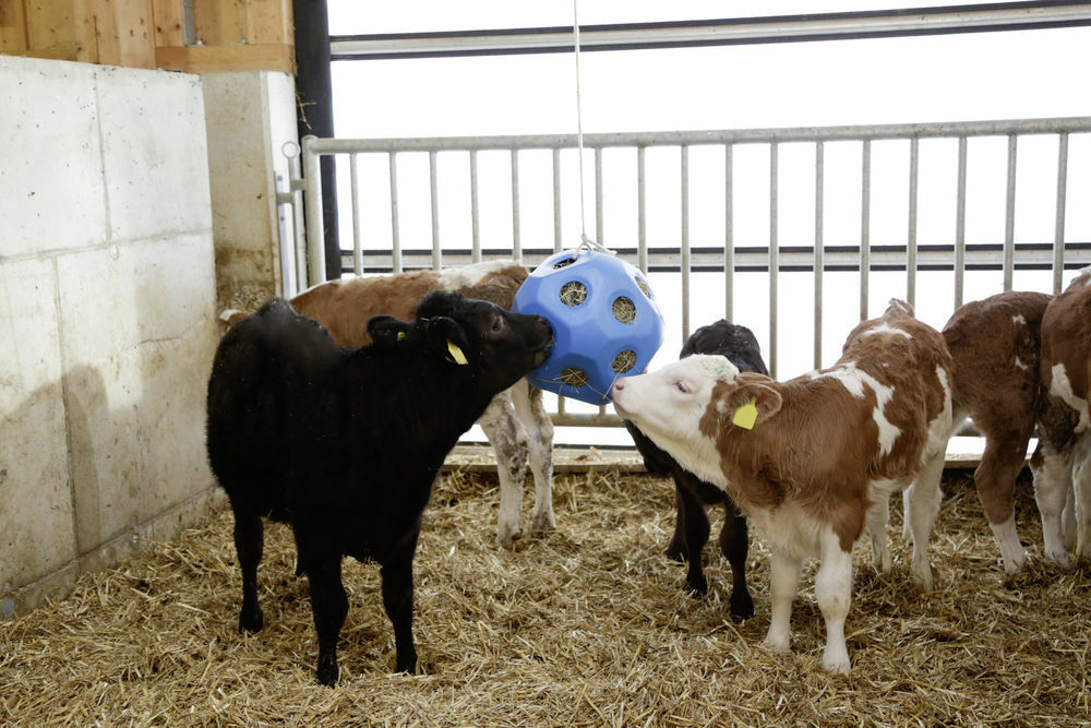 Hay Ball Feeder Horse Play & Treat Feeding 40cm Diameter Ball, 19 x 6cm Openings