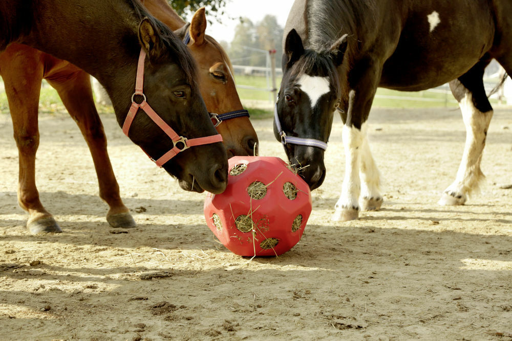 Hay Ball Feeder Horse Play & Treat Feeding 40cm Diameter Ball, 19 x 6cm Openings