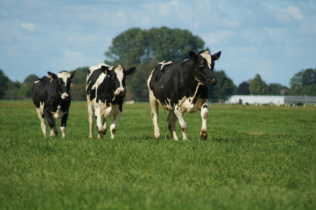 Strip Grazing: What It Is, Why It Works, and Tips for Success