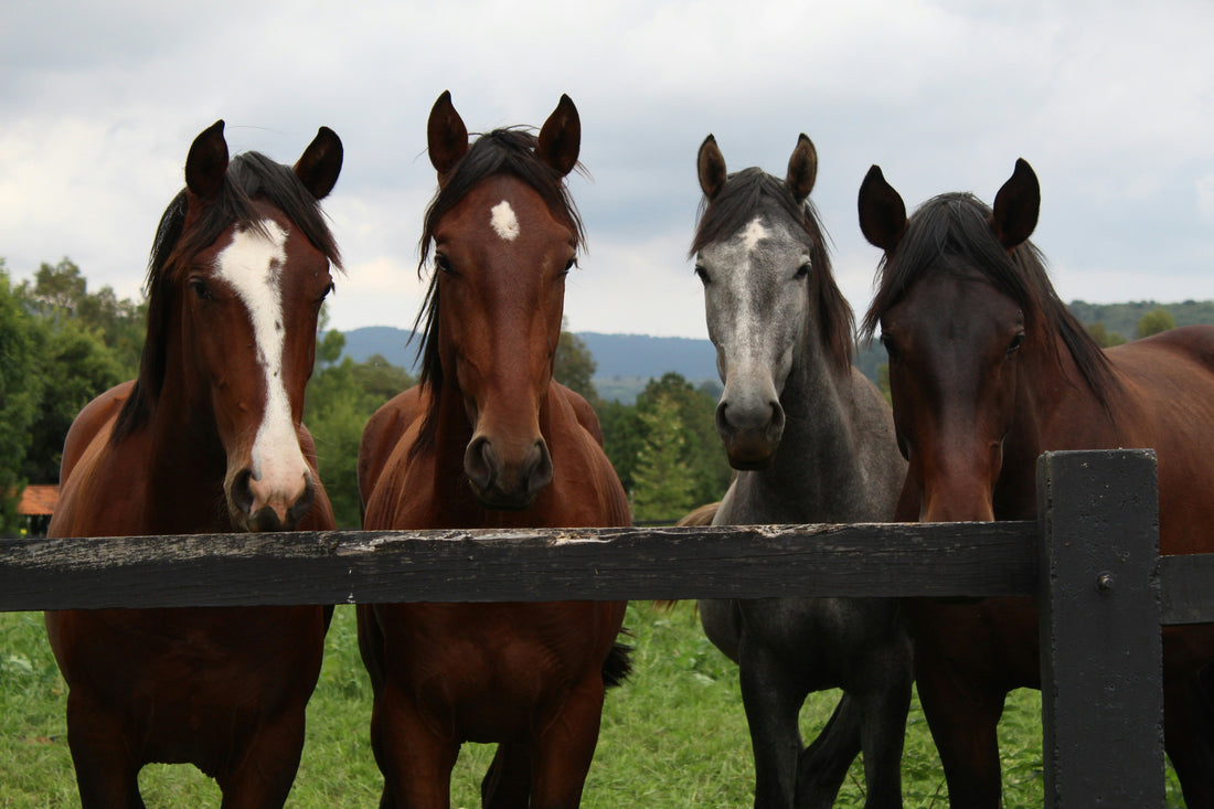Fencing Tips - Electric Fencing for Horses and Ponies