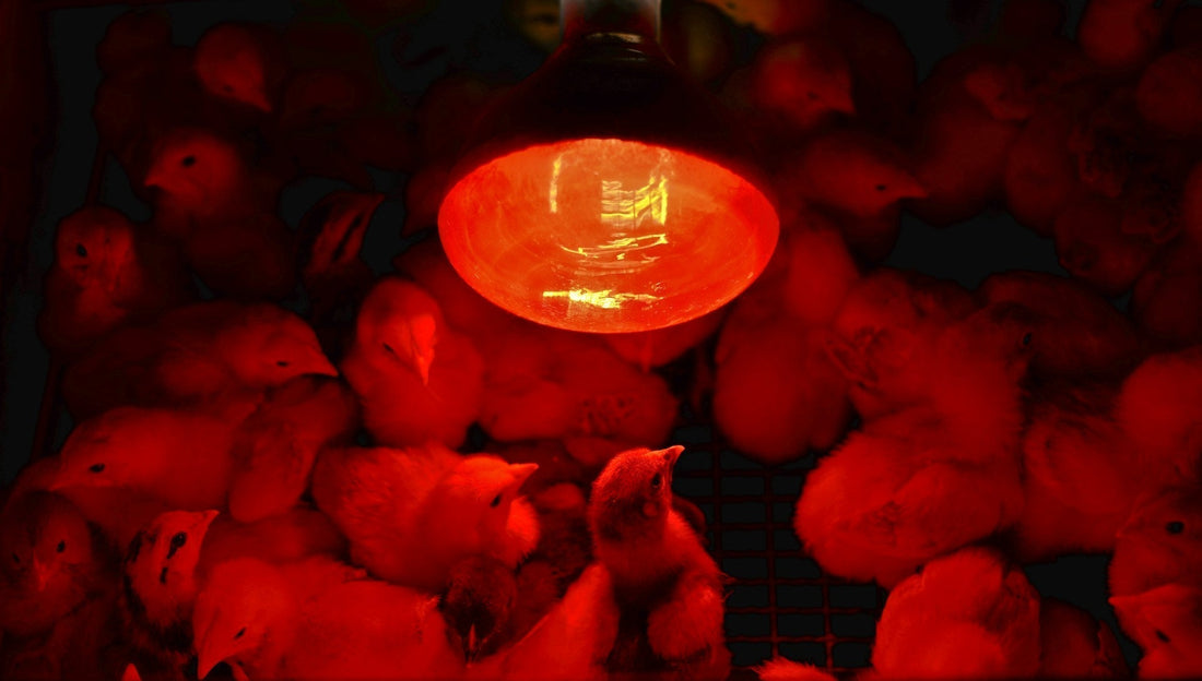Infrared Heat Lamps for Animals: Benefits, Uses & Why They're More Than Just Heat