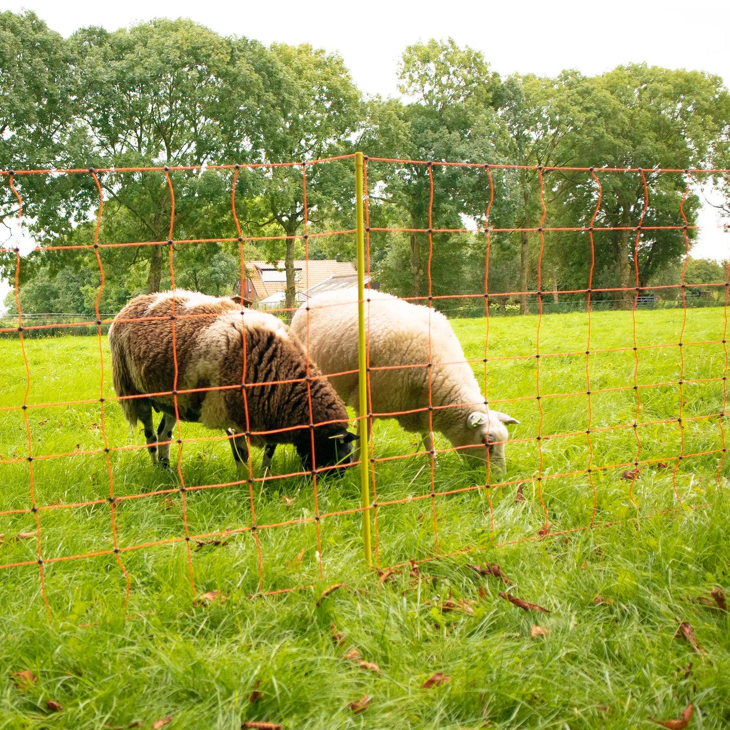 Gallagher Sheep Netting, Orange 90/2-14/Y-50m