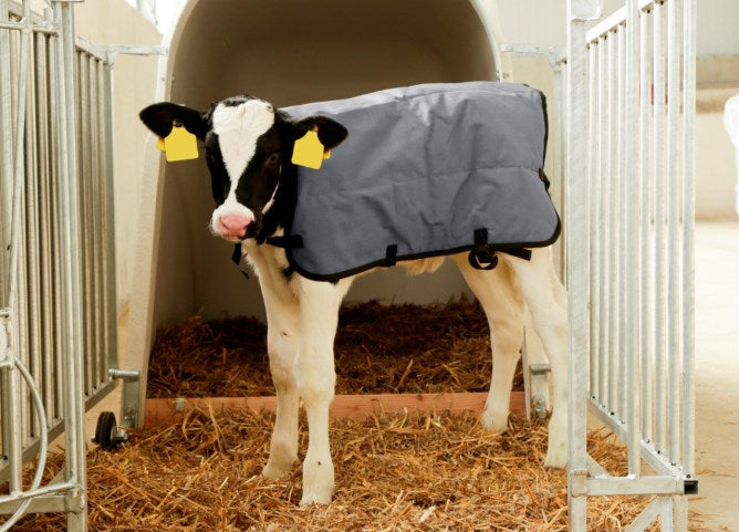 Calf Jacket Cosy Coat Winter Throw Rip-Proof, Water-Proof Size: Large