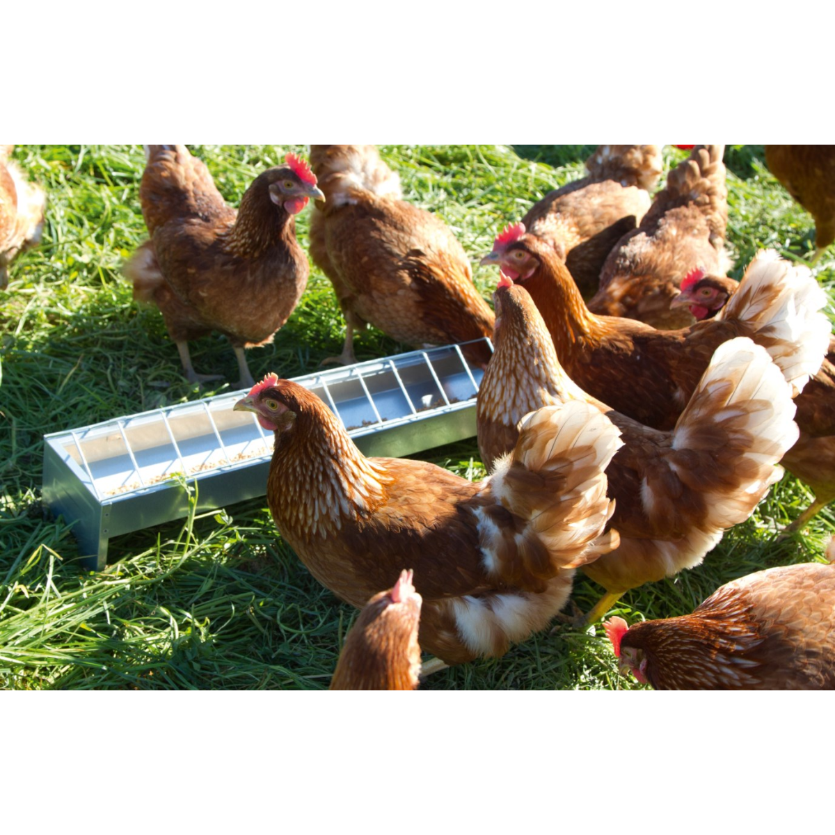 Galvanised Chicken Feed Trough Feeder