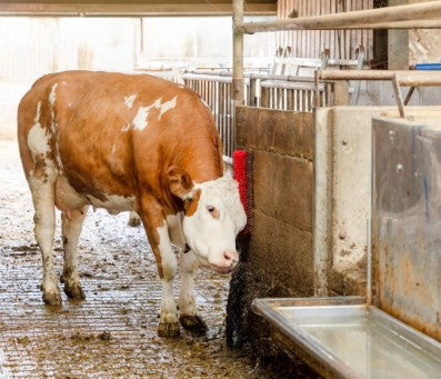 BENNY Scratch Brush Horse Cow Scratching Pole Stable Cattle Pony Sheep Goats