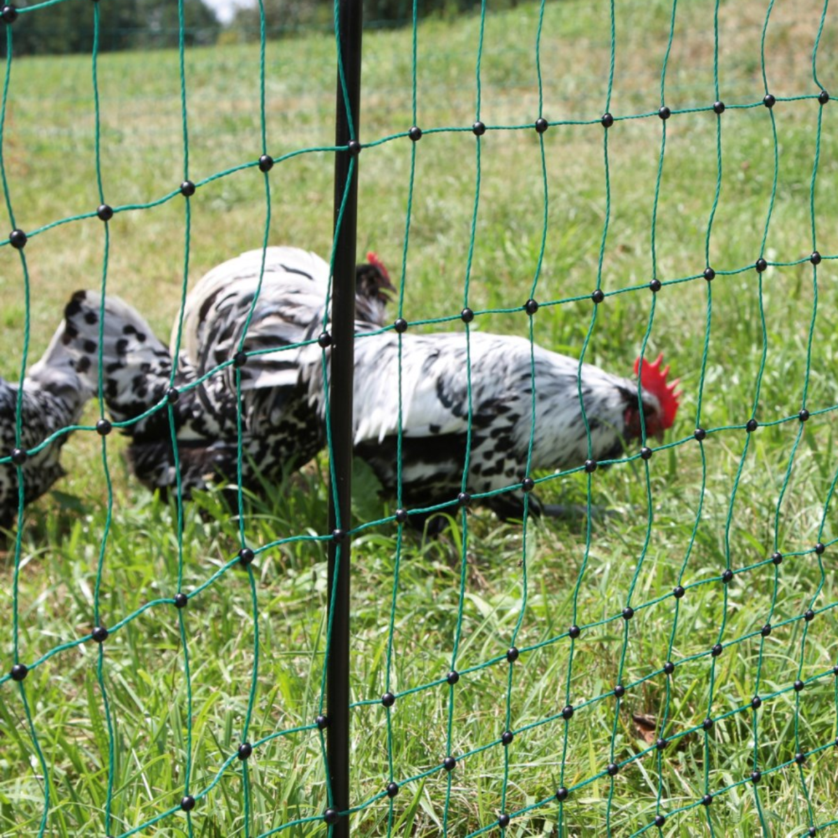 Doblit Poultry Netting Double Pegged 112cm, 50m Green