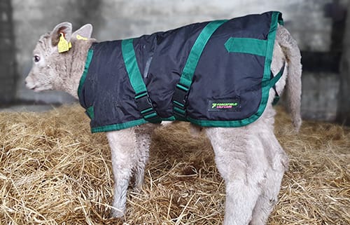 Forcefield Calf Care Calf Jacket 70cm Back (Medium)