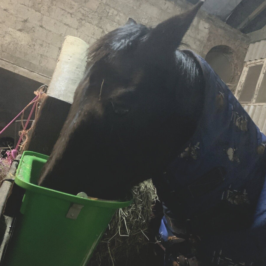 12L Tournament Feeding Manger Hanging Feed Bucket Equine Horse Stable Trough