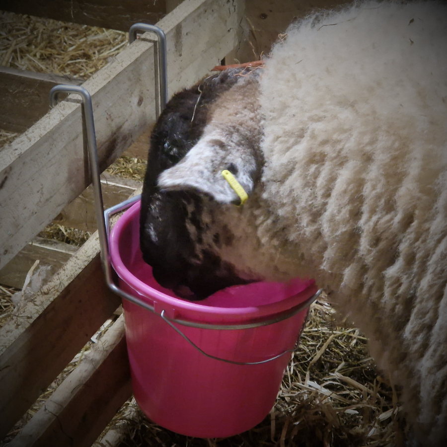 5L Single Bucket Feeder Hanging Trough Hoof Proof Galvanised Ring Sheep Lambing Calves (Pink)