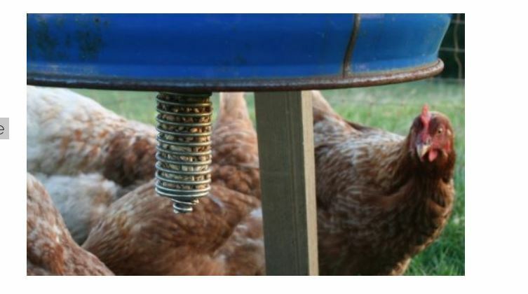 Spring Spiral Feeder Heavy Duty for Poultry, Birds, Hens, Chicken, Pheasant Feed